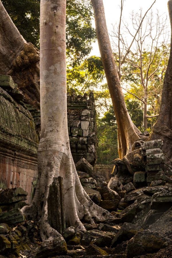 ta prohm-99.jpg